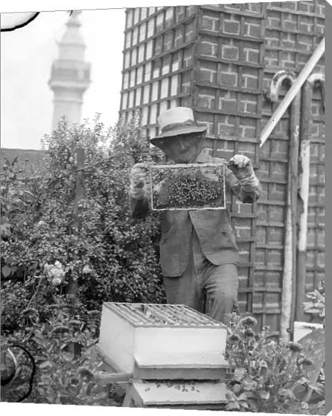 Mr C Keene his face masked with a frame of his bees in the garden on the roof of