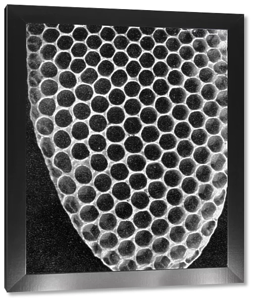 The Queens Eggs : Legs as pollen carriers : the making of combs : Bees