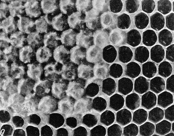 The Queens Eggs : Legs as pollen carriers : the making of combs : Bees