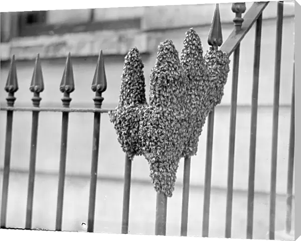The hand of nature, Swarm of bees settles in London Street