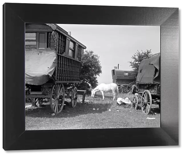 Gypsy caravans parked on Epsom Downs during the Epsom Races. Late 1940s, early 1950s
