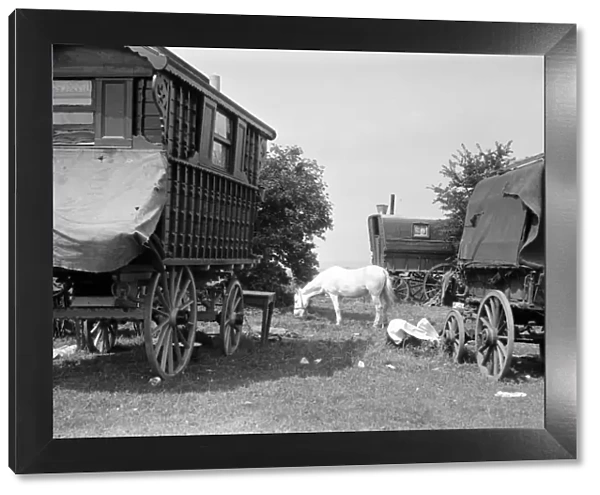 Gypsy caravans parked on Epsom Downs during the Epsom Races. Late 1940s, early 1950s