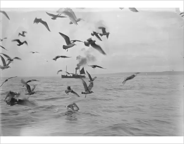 A flock of gulls chase for scraps from the herring boats from Scarborough fishing