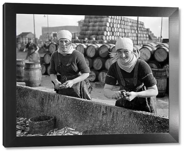 Herring Fishery at Great Yarmouth, Norfolk, England. Fisher girls gutting the herring