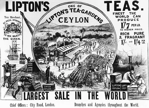 Advertisement for Lipton Tea 1896