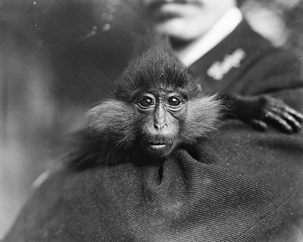 The all black mangabey monkey at the zoo. 19 September 1919