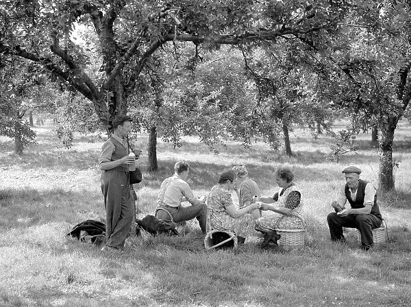 Apple pickers enjoying a tea break in the orchard at Scadbury Farm near Sidcup. August