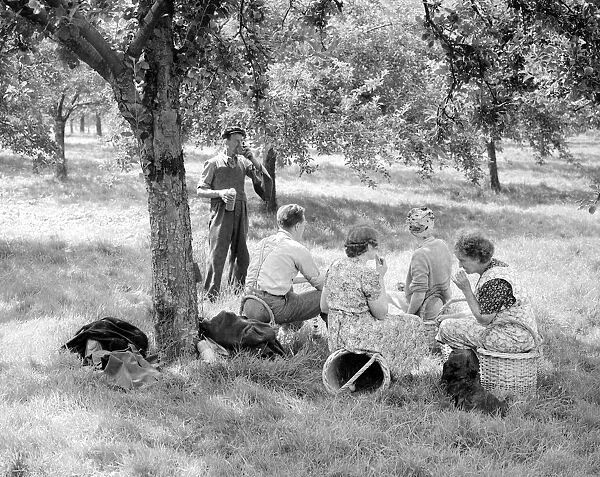 Apple pickers enjoying a tea break in the orchard at Scadbury Farm near Sidcup. August