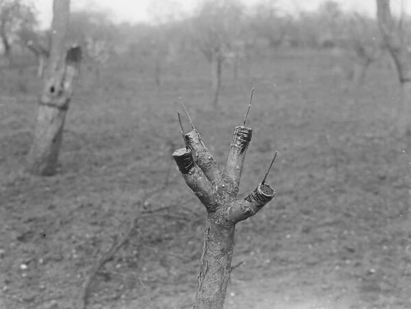 Apple tree grafting. 1939