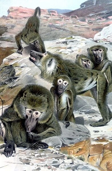 Baboons - illustration from Richard Lydekkers Royal Natural History, 1896 - A TopFoto