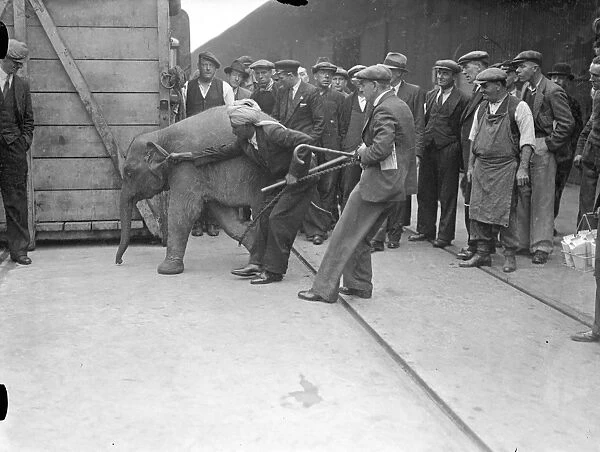 For baby elephants arrived at the Royal Albert Dock on the S.s Nalgora'