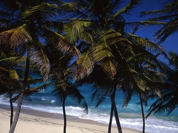 Beach in Barbados, the West Indies