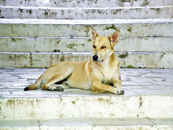 Beautiful pale dog on old stone steps, Symi Greece credit: Marie-Louise Avery  / 