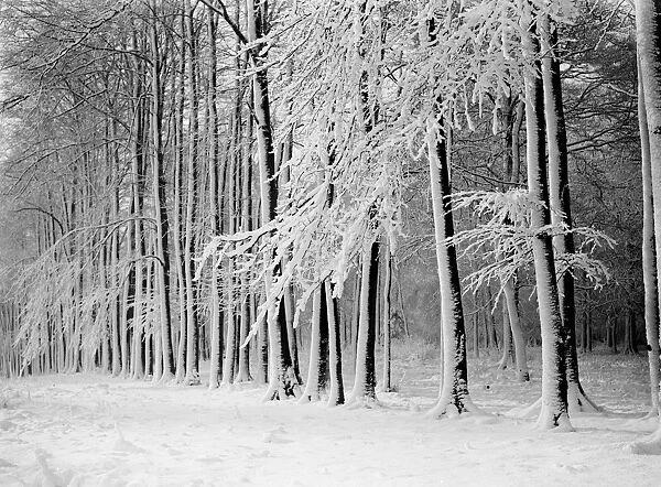 Beeche tree avenue at High Elms in Kent covered in snow. 1939