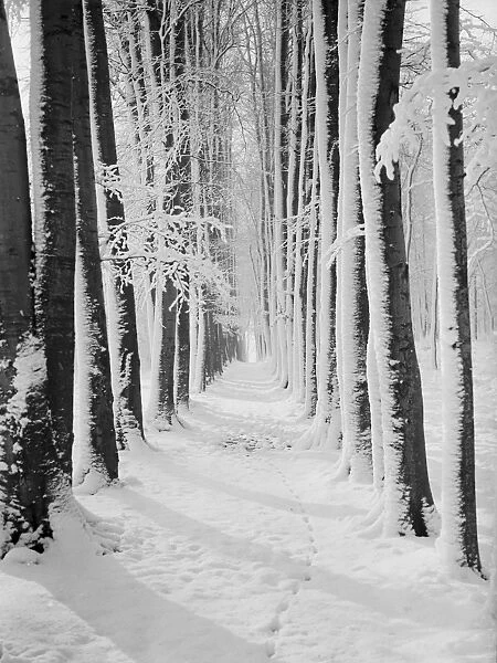 The beeche tree avenue at High Elms in Kent covered in snow. 1939