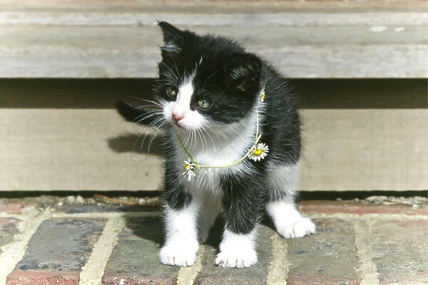 Black and white kitten wearing a daisy chain around his neck credit: Marie-Louise