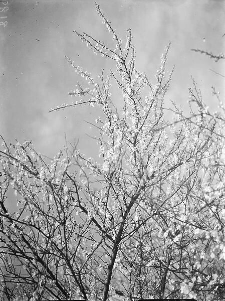 Blackthorn blossom in Farningham, Kent 1938