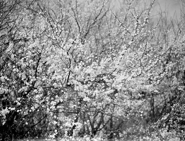 Blackthorn blossom in Farningham, Kent 1938