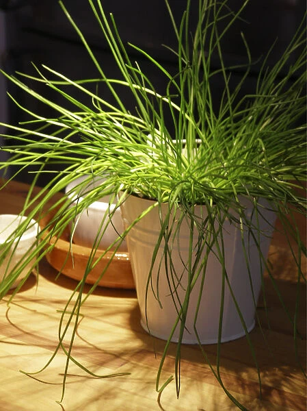 Brightly lit pot of chives on kitchen counter credit: Marie-Louise Avery  /  thePictureKitchen