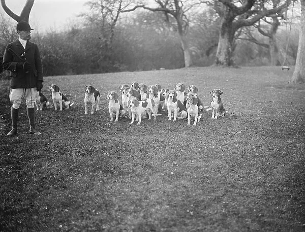 Brighton foot beagles meet at Rockrose, Clayton Hill. A fine study of some of the dogs