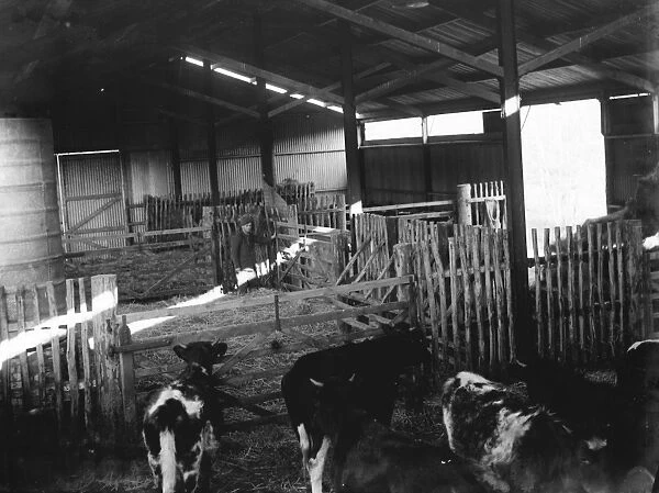 Bullocks in the cattle shed. 1936