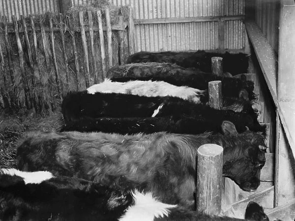 Bullocks in the cattle shed feeding. 1936