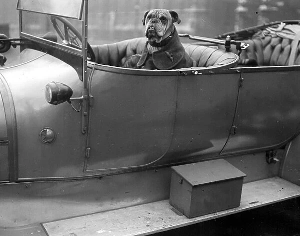 Bully (the mascot of the Royal Flying Corps). 20 October 1917