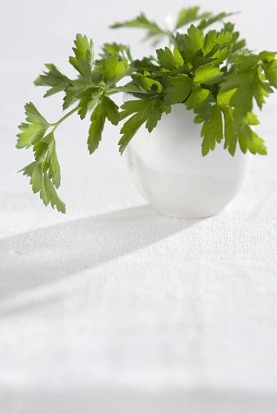Bunch of flat parsley in small ceramic cup credit: Marie-Louise Avery  /  thePictureKitchen