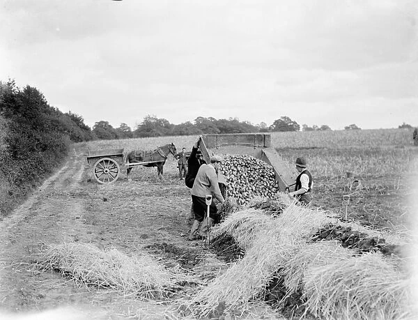 Burying the potatoes in a potato clam at St Mary Cray, Kent. 1938