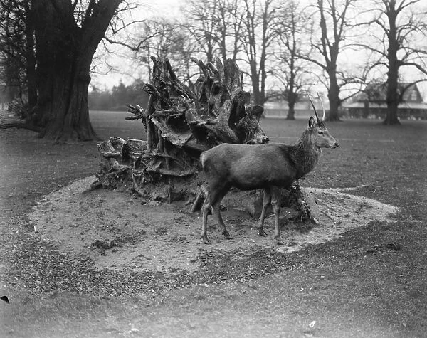 Bushey Park, United Kingdom. A deer surveys the wondrous scene as a result of the gale