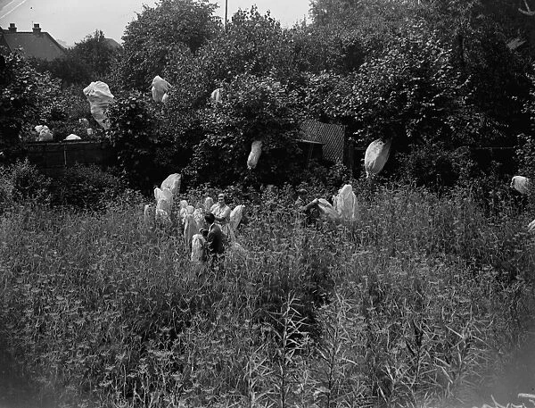 A butterfly farm at Bexley. 1933
