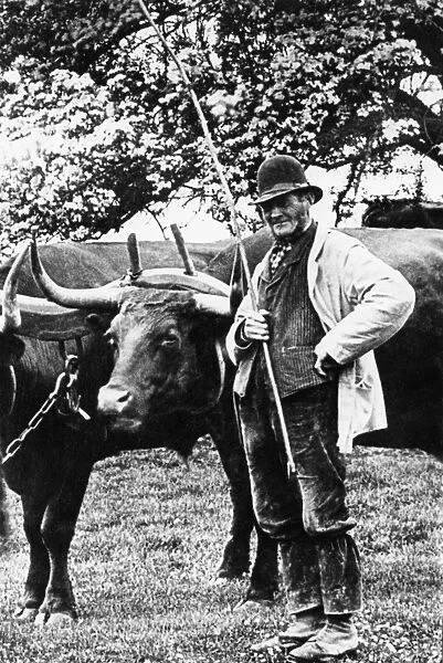 c 1900 Cowboy with Oxen A team of oxen with their driver, probably in Sussex