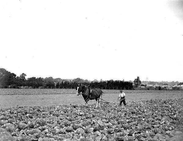 Cabbage plantation. 1934