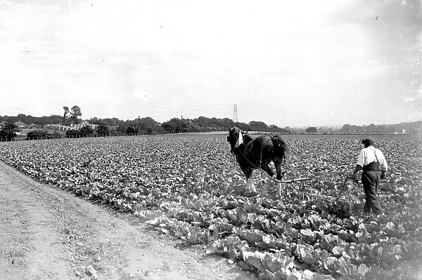 Cabbage plantation. 1934