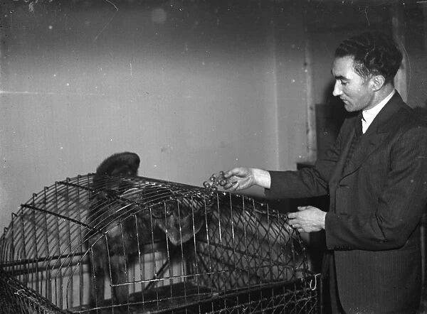 A caged monkey - just one of the pets kept at Kemnel Warren, Chislehurst, Kent