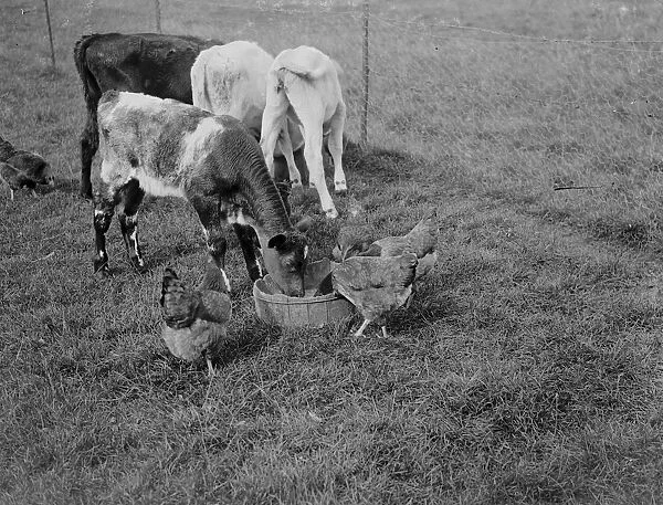 Calves and chickens feast. 1935