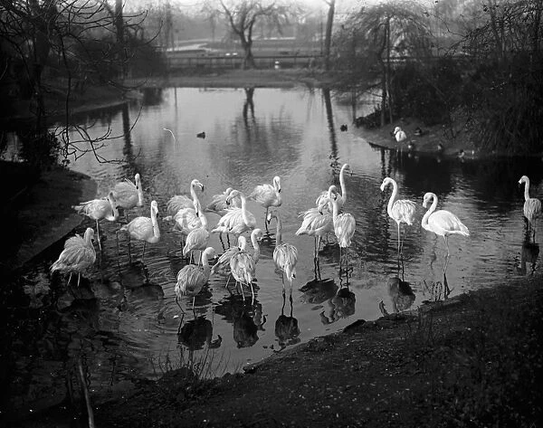 Casting their shadows on the waters. The flamingoes figure in a pretty scene at the London Zoo