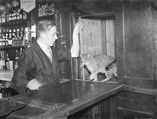 Cat in dumbwaiter at public house in Bellingham, London. 1939