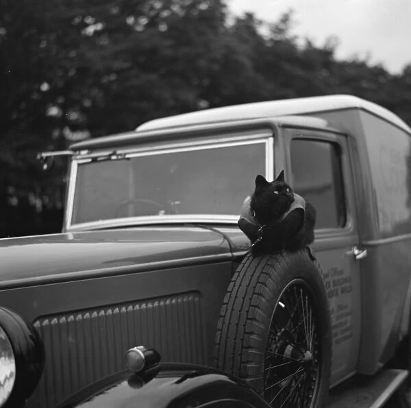 A cat stands watch over an Austin van in Tunbridge Wells, Kent. 1936