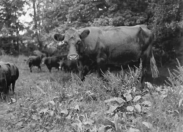 Cattle. 1935