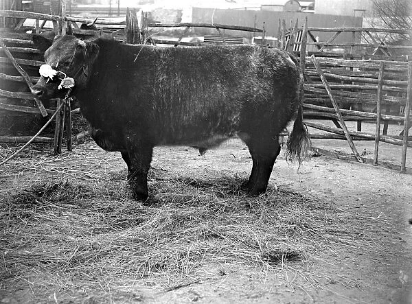 Champ Bull at Sevenoaks, Kent. 1933
