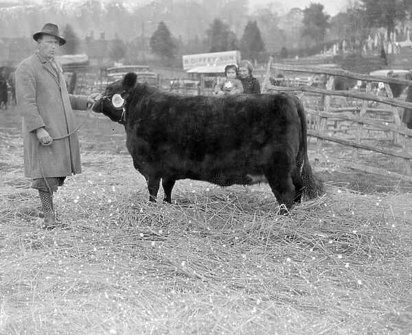 Champ Bull at Westerham, Kent. 1933