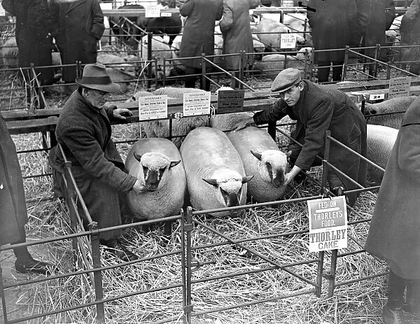 Champ Sheep in Sevenoaks, Kent. 1933