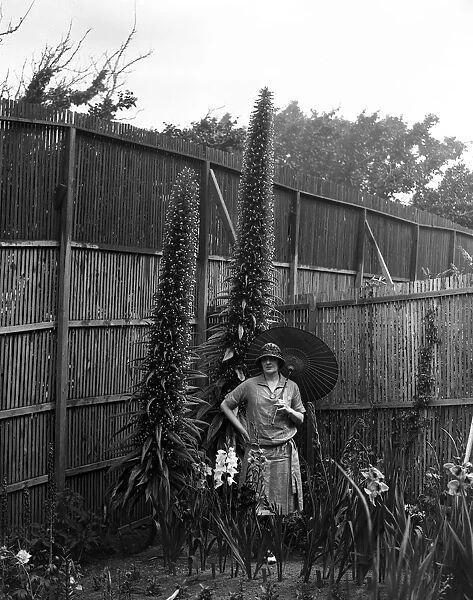 On her Channel Island home on Jethou, Mrs Compton Mackenzie and some fine echium