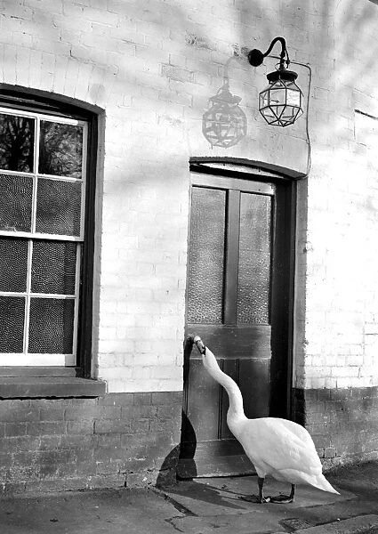 Charlie the swan is a regular visitor to Shorehams inn- The Rising Sun. Two years