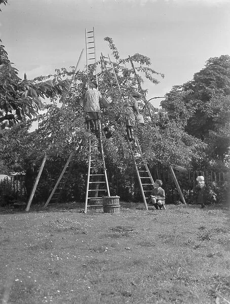 Cherry picking at a farm near Gravesend in Kent June 1946