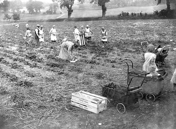 Children at the strawberry harvest. 1934