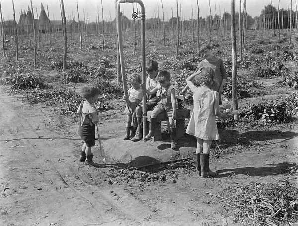 The children of the women hop pickers in Beltring, Kent, playing in the hop fields