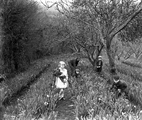 Children working in the flower fields during the spring flower harvest at Trennick, Cornwall