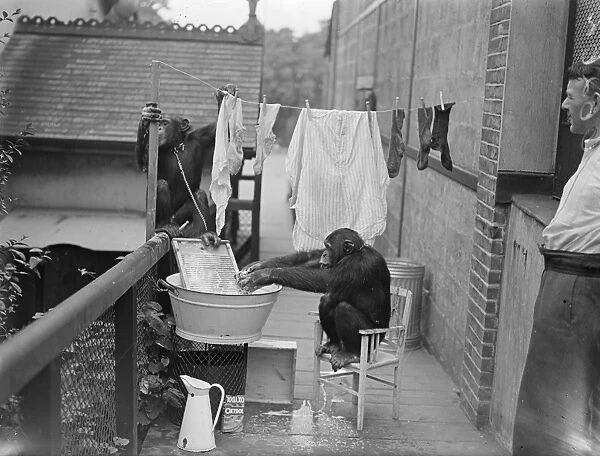The chimps washing! Peter hangs out the clothes. When Peter and Jackie, the London